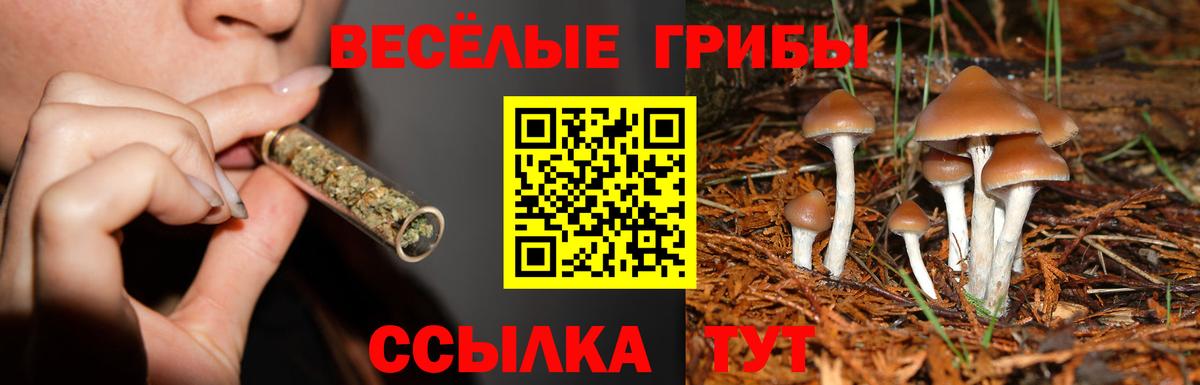 Галлюциногенные грибы Cubensis Гулькевичи